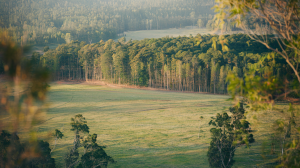 etendue-verdoillante-ligne-coupe-feu